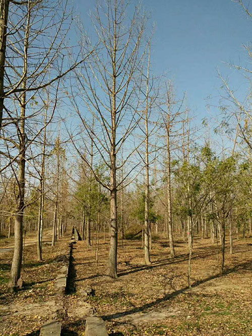 18公分银杏树多少钱 银杏树多少钱 邳州市锦茂苗木种植