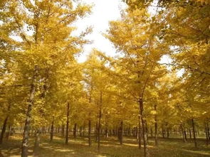 恭喜邳州市景程银杏苗圃场入驻苗木通平台 致力于高品质苗木培育